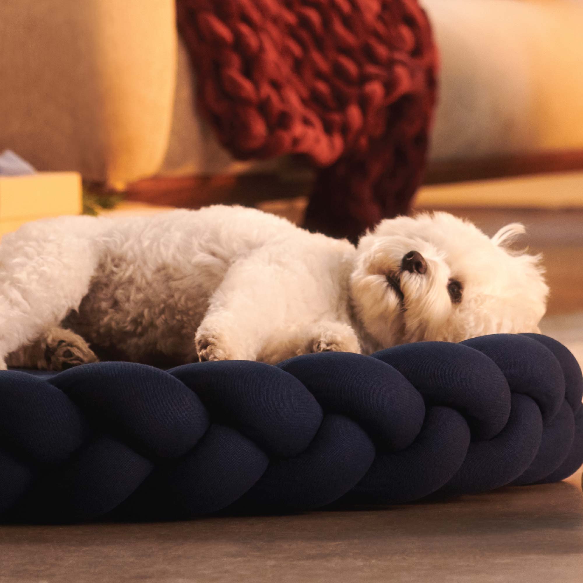 My Dog Sleeps on My Head: Decoding Canine Cuddles