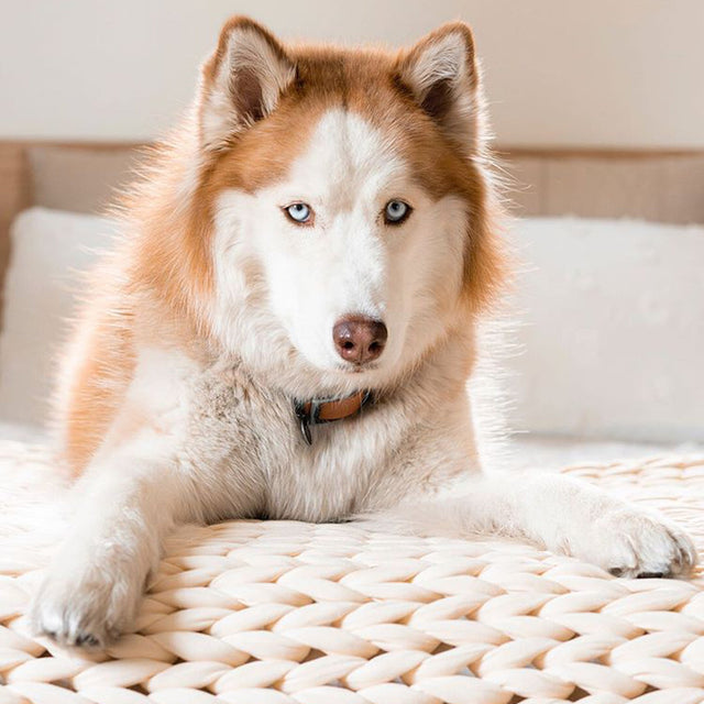 Do Dogs Dream? Exploring The Sleep Science Of Canines