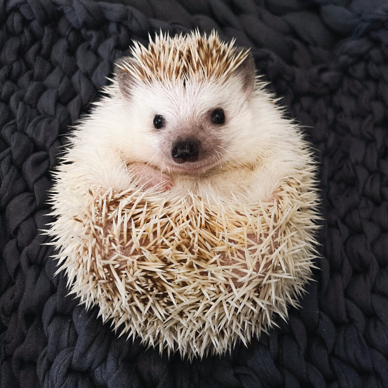 Digging Deep Into Hedgehog Habits