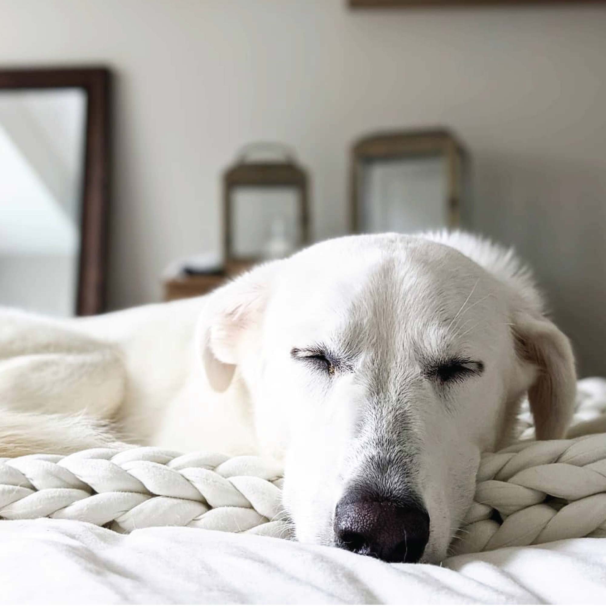 How Many Hours a Day Do Dogs Sleep?