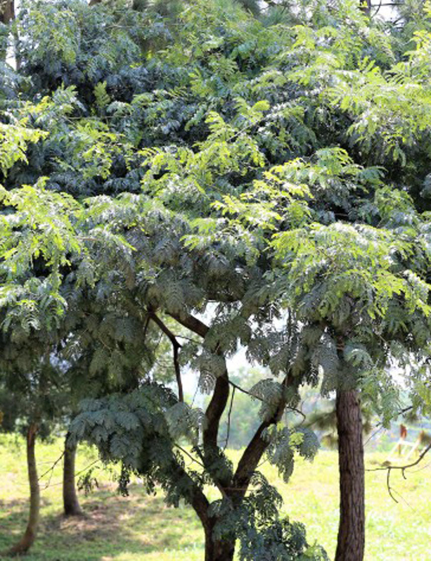 Albizia