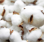 Made from sustainably farmed organic cotton