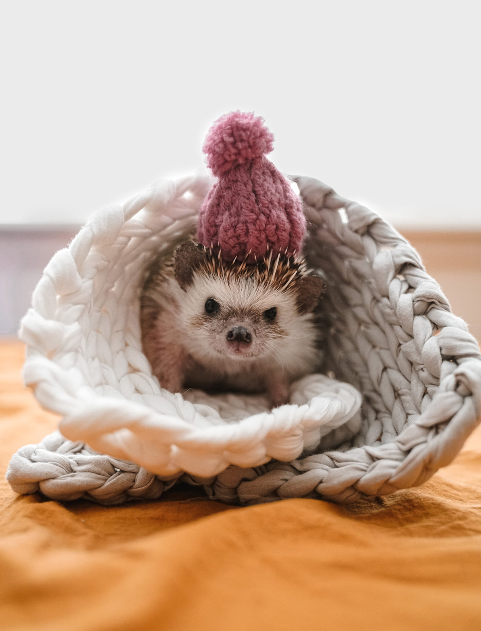 Hibernation Collection