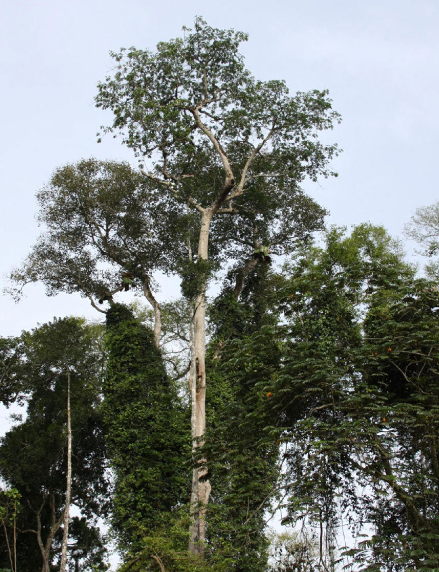 Tarminalia Surpeba